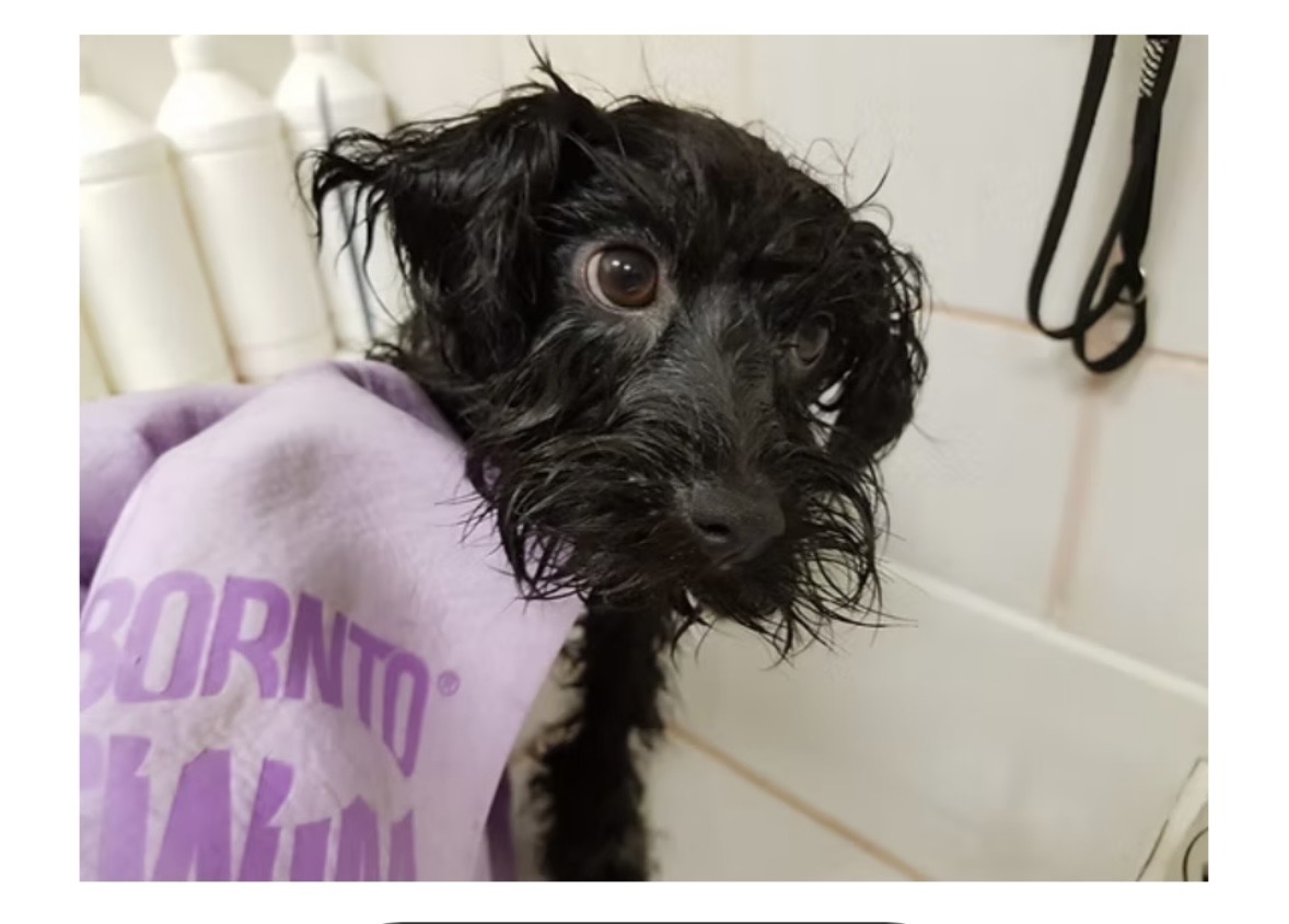 Kleiner Hund nach dem Baden in ein Handtuch gewickelt