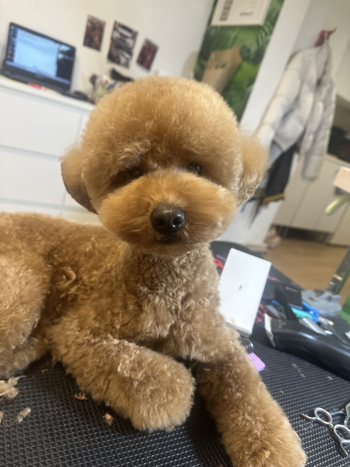 Frisch gepflegter Pudel im Hundesalon
